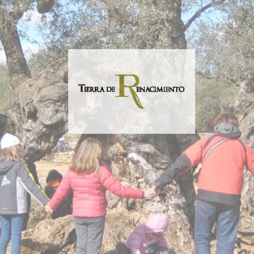 Visita Olivar Tierra de Renacimiento en Baeza